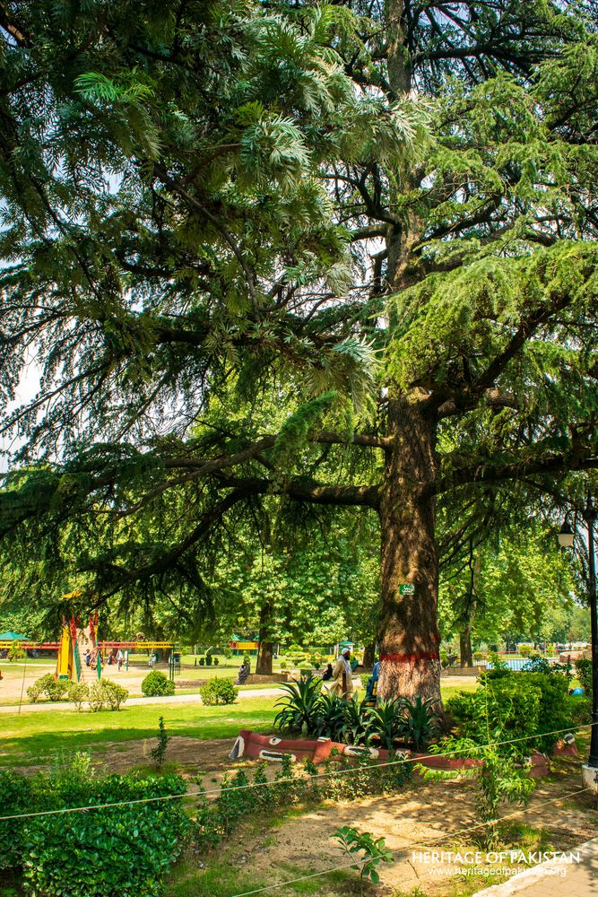 Shaded seating nestles beneath towering cedar in the park.